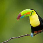 Vogel - Costa Rica