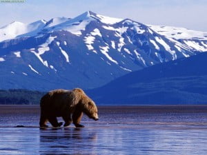 Ijsbeer - Alaska