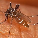 Malaria mug